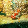 Frogfish