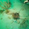 Lionfish