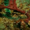 Seahorse 1