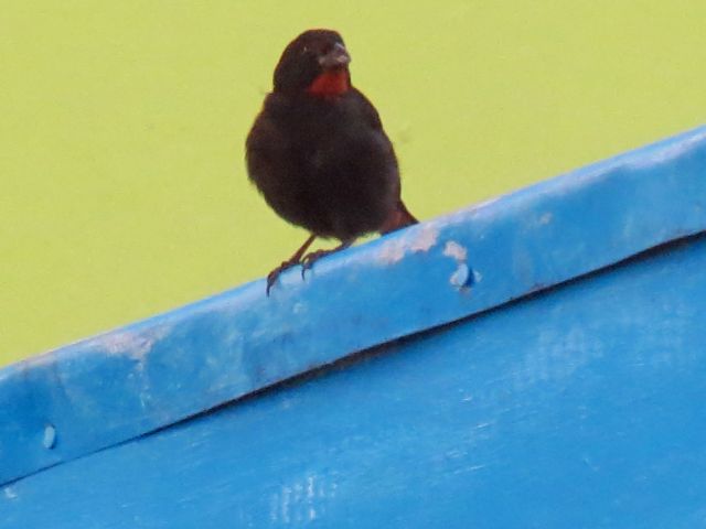 Finch Finch