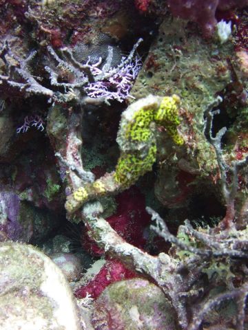 Sea Horse