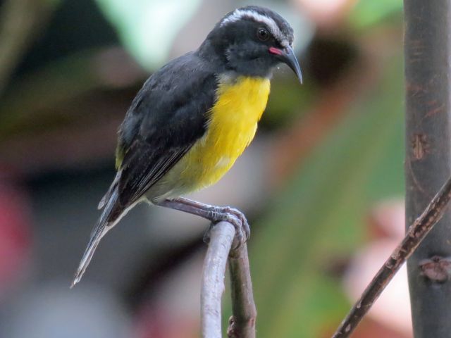 Bananaquit Bananaquit