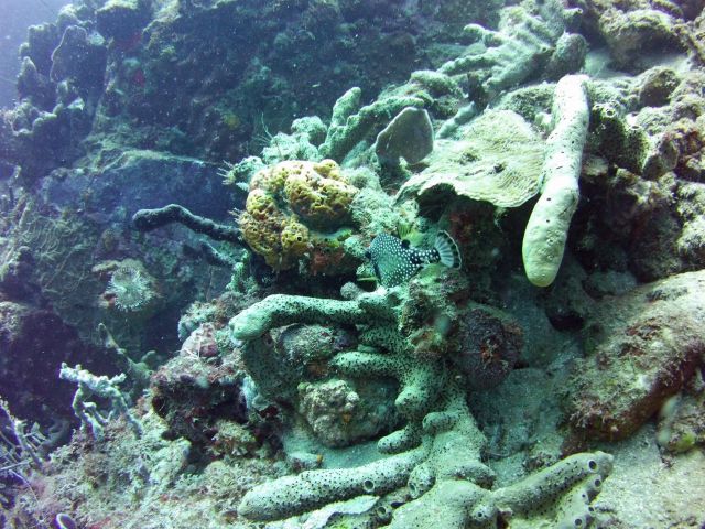 Spotted Trunk Fish