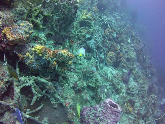 Angel Fish