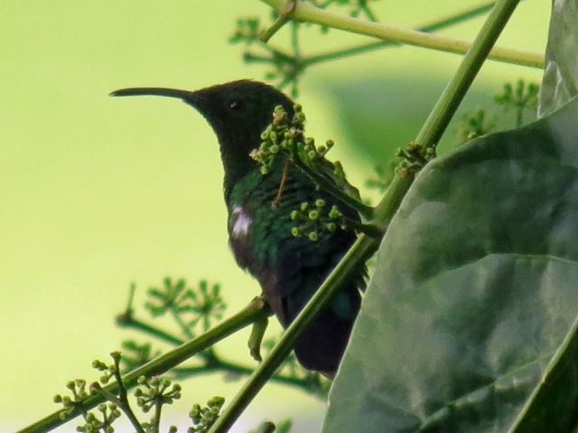 Humming Bird Humming Bird