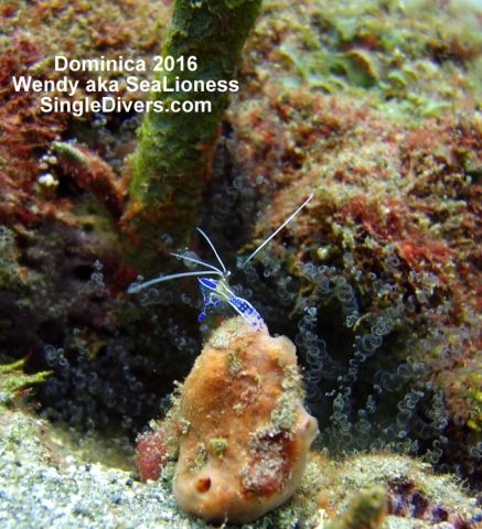 Dominica as seen by Wendy aka SeaLioness