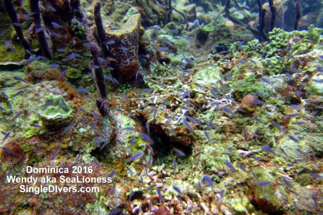 Dominica as seen by Wendy aka SeaLioness