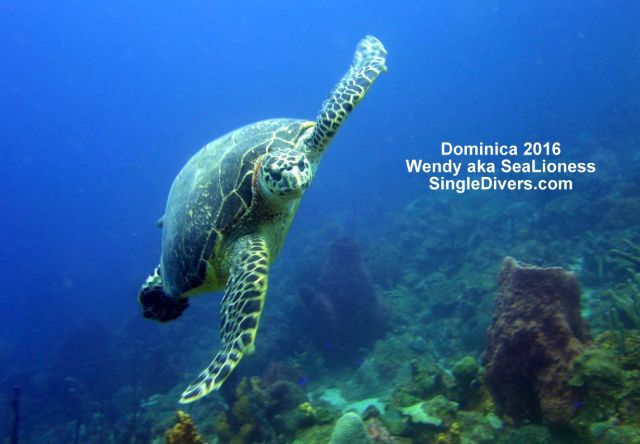 Dominica as seen by Wendy aka SeaLioness