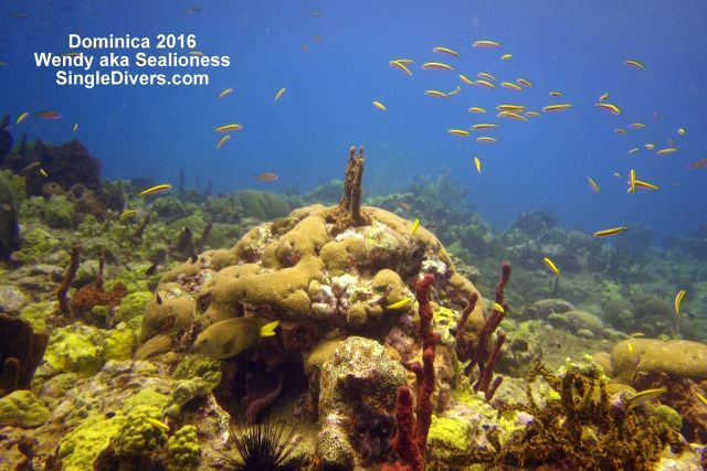 Dominica as seen by Wendy aka SeaLioness