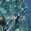 Lion Fish