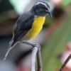 Bananaquit