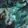 Christmas Tree Worm