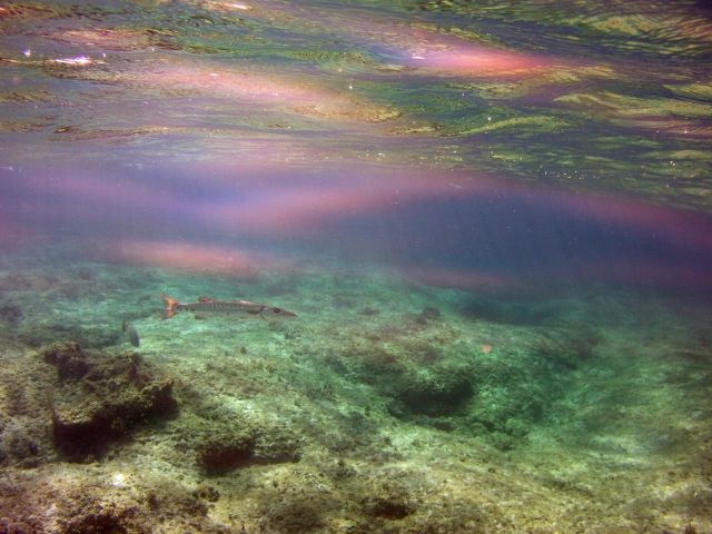 Great Barracuda