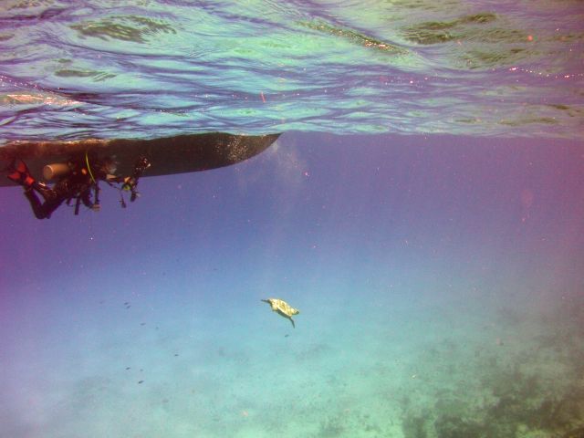 Turtle