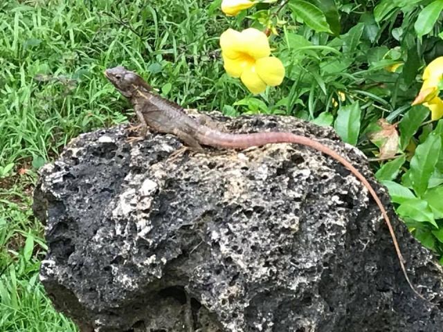 Brown Basiliks lizard