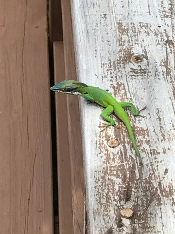 Wall Lizard