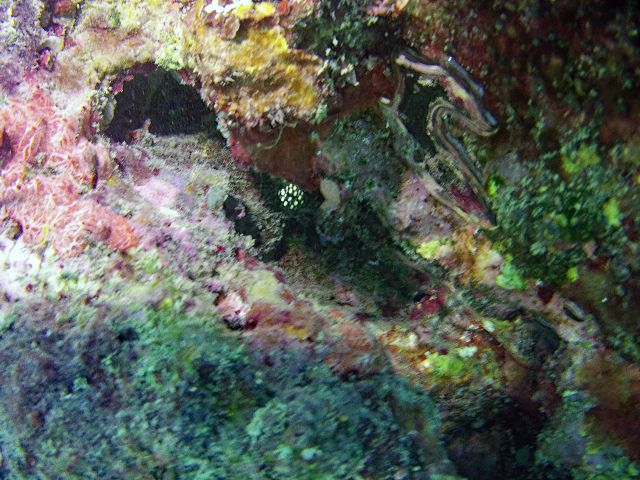 Juvenile Trunkfish