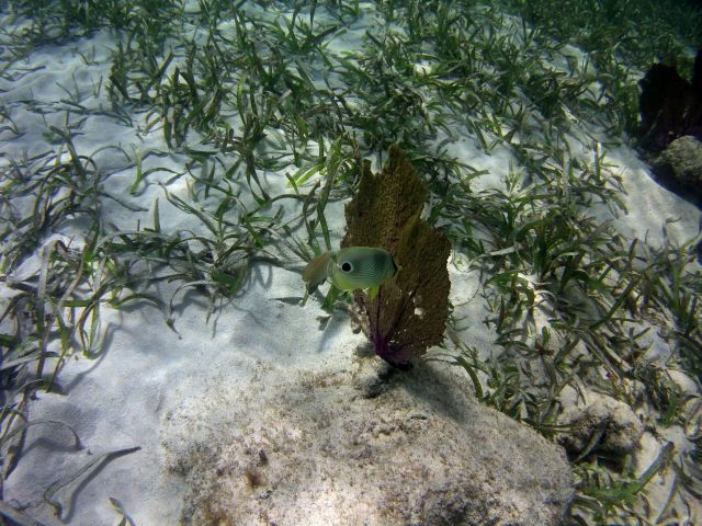 Four Eye Butterflyfish