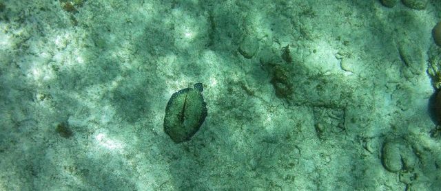 Peacock Flounder