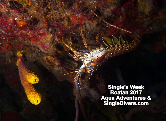 2017 Roatan 2 Lobster P1550593
