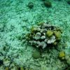 Queen Angel  with Blue Blenny