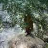 Four Eye Butterflyfish