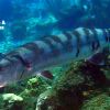 2017 Roatan 2 barracuda P1550665