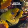 2017 Roatan 2 Eel P1550652