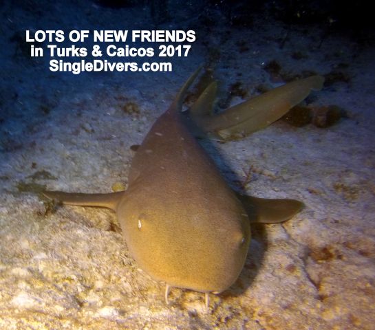 2017 T&C Nurse Shark FRIENDS GOPR2855