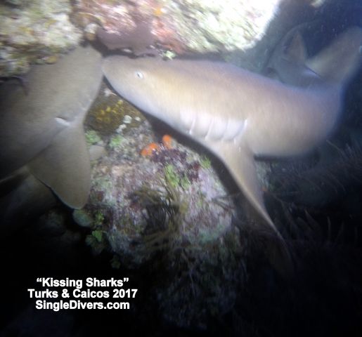 2017 T&C Kissing Nurse Sharks GOPR2869