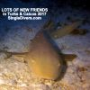 2017 T&C Nurse Shark FRIENDS GOPR2855