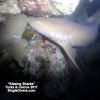 2017 T&C Kissing Nurse Sharks GOPR2869