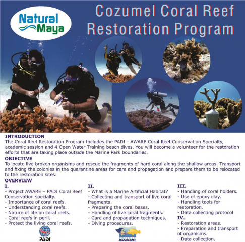 Cozumel Coral Reef Restoration Pic