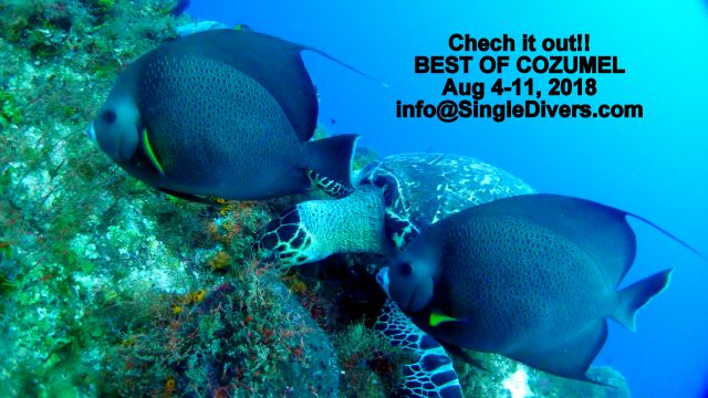 2018 POSTER Turtle   Angels 7 GOOD MASTER 2012