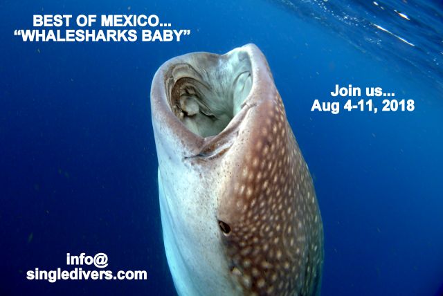 2018 POSTER Whaleshark 7 MASTER 2012