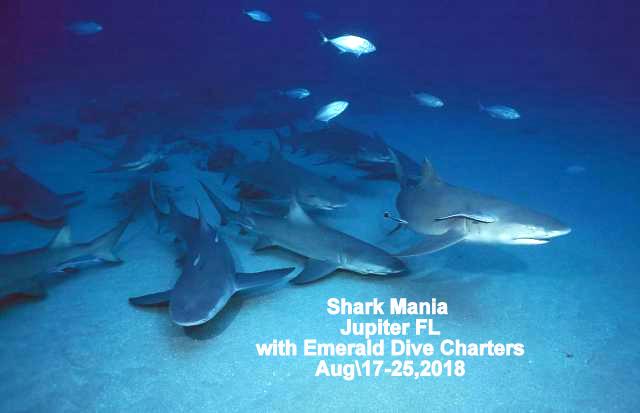 2018 POSTER Sharks Emerals Diversw MASTER 2014