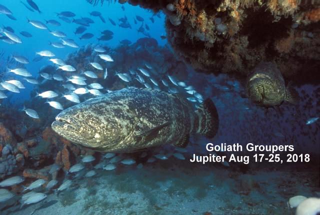 2018 POSTER  Emerald Charters Goliath Groupers MASTER IS 2014