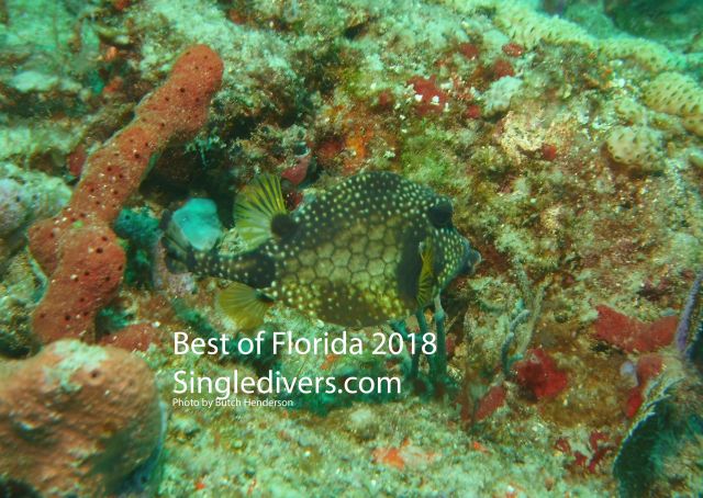 Trunk Fish Trunk Fish