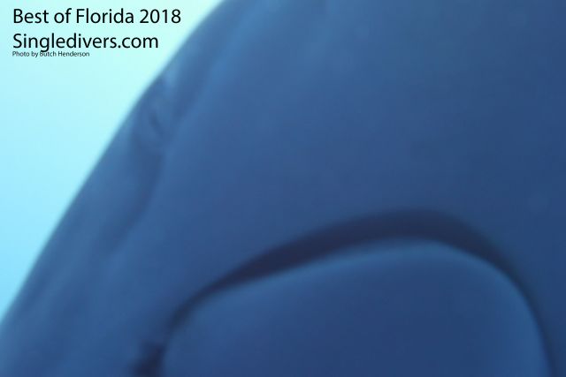 Shark Closeup