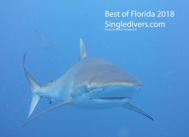 Shark swimming towards me