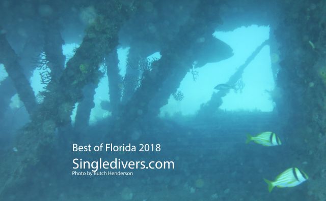 Grouper through Wreck