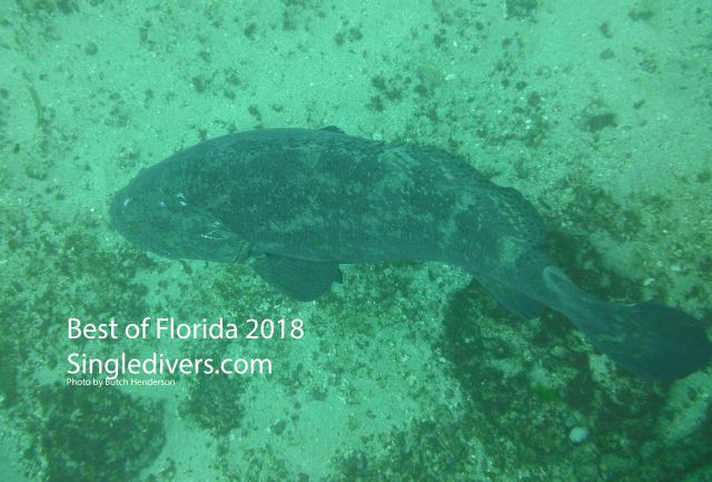 Grouper Above Grouper Above