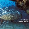 2018 POSTER  Emerald Charters Goliath Groupers MASTER IS 2014