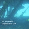 Grouper through Wreck