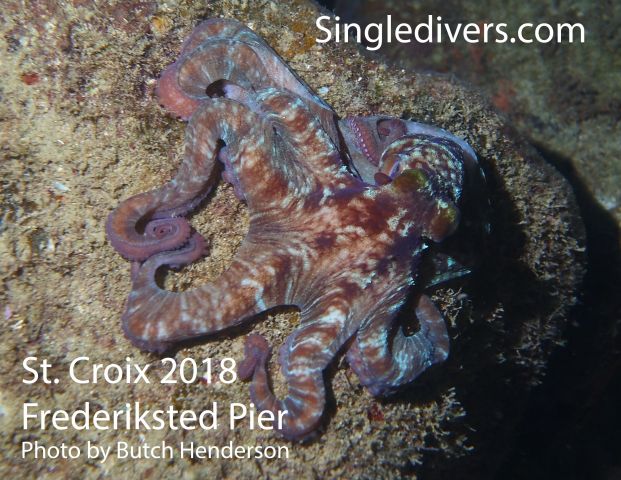 Frederiksted Pier Octopus