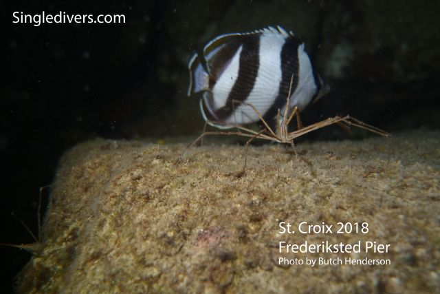 Frederiksted Pier Striped Butterfly Fish and Arrow Crab