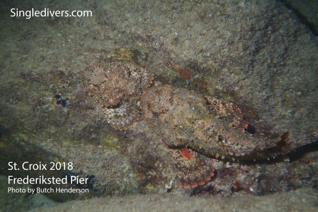 Frederiksted Pier Scorpion Fish Pair