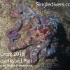 Frederiksted Pier Octopus