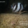 Frederiksted Pier Striped Butterfly Fish and Arrow Crab