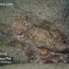 Frederiksted Pier Scorpion Fish Pair